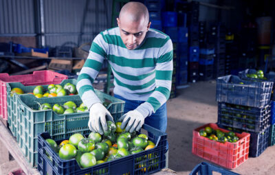 Man quality checking baskets of green tomatoes
