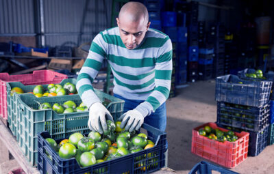 Man quality checking baskets of green tomatoes