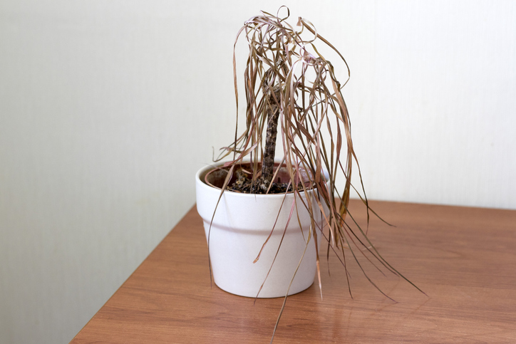 Dead plant