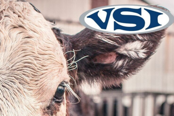 Close-up of a cow's head with tan fur and a blue VSI logo overlay in the upper right corner.