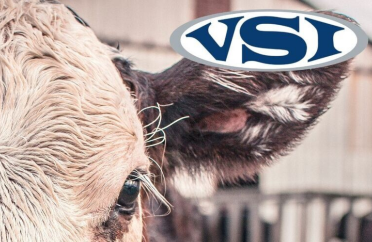 Close-up of a cow's head with tan fur and a blue VSI logo overlay in the upper right corner.